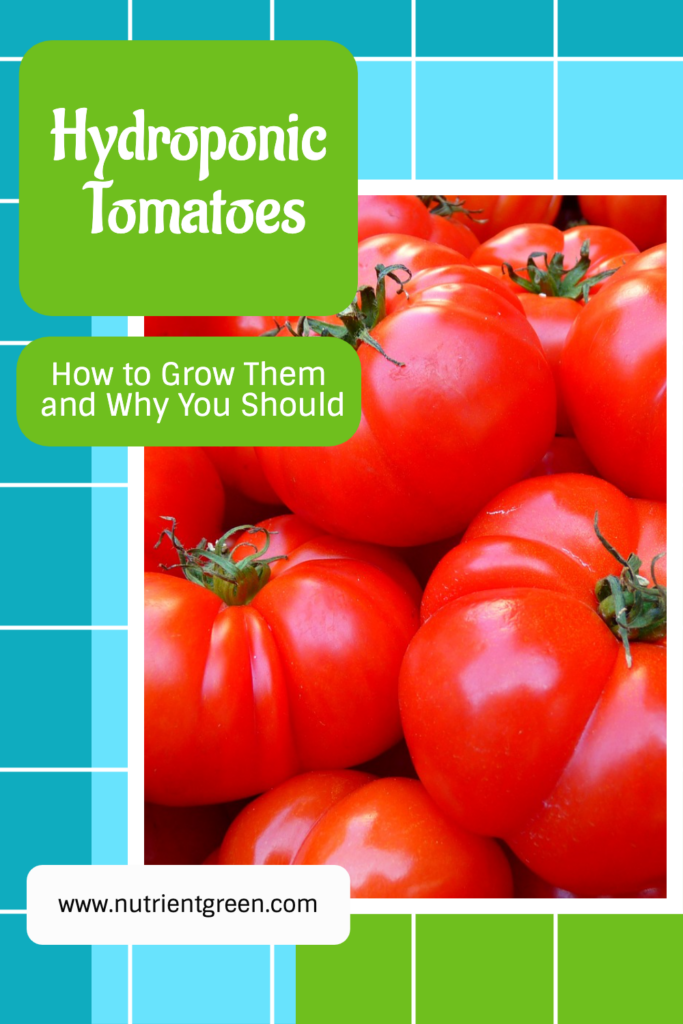 Hydroponic Tomatoes: How to Grow Them and Why You Should