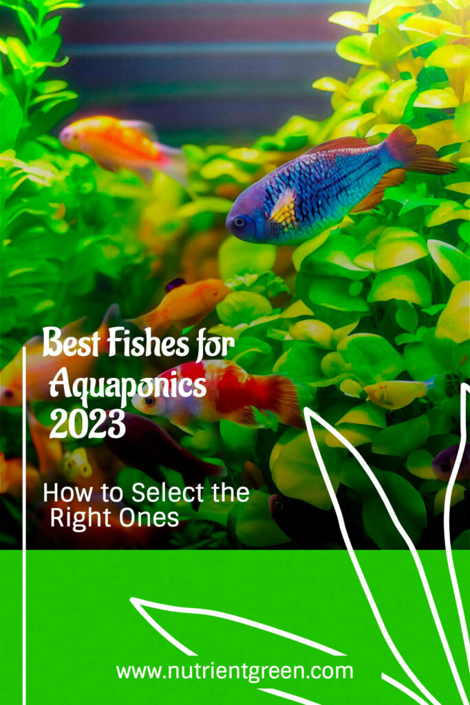 Best Fishes for Aquaponics 2023: How to Select the Right Ones