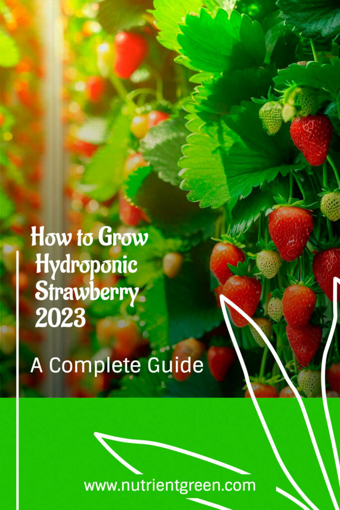 How to Grow Hydroponic Strawberry 2023: A Complete Guide