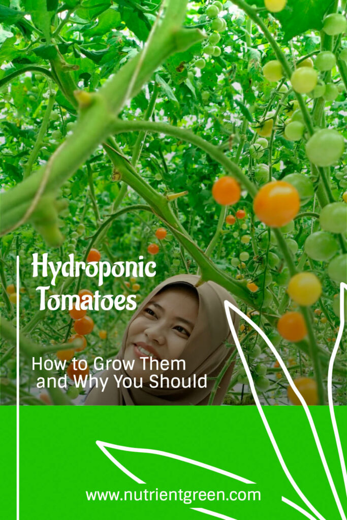 Hydroponic Tomatoes: How to Grow Them and Why You Should