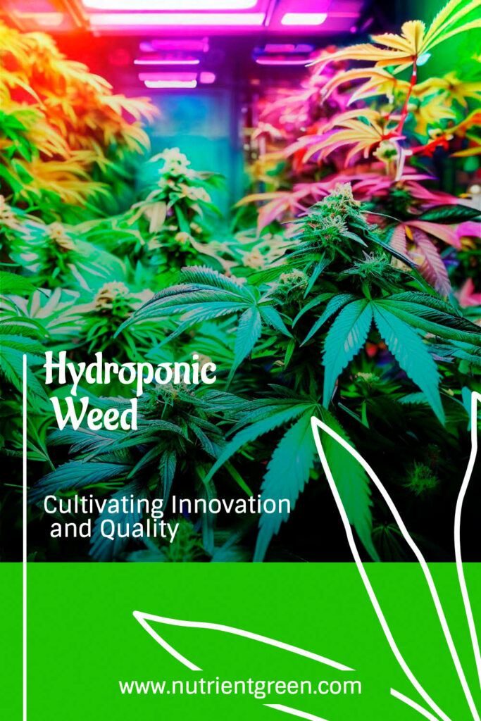 Hydroponic Weed: Cultivating Innovation and Quality
