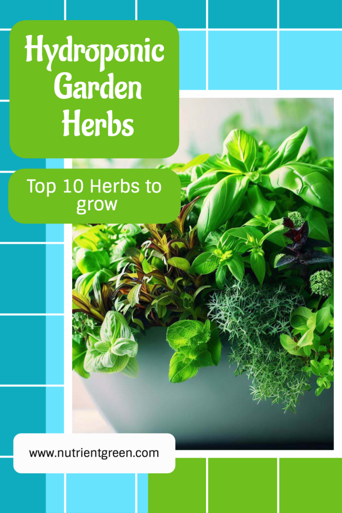 Hydroponic Garden Herbs: Top 10 Herbs to grow