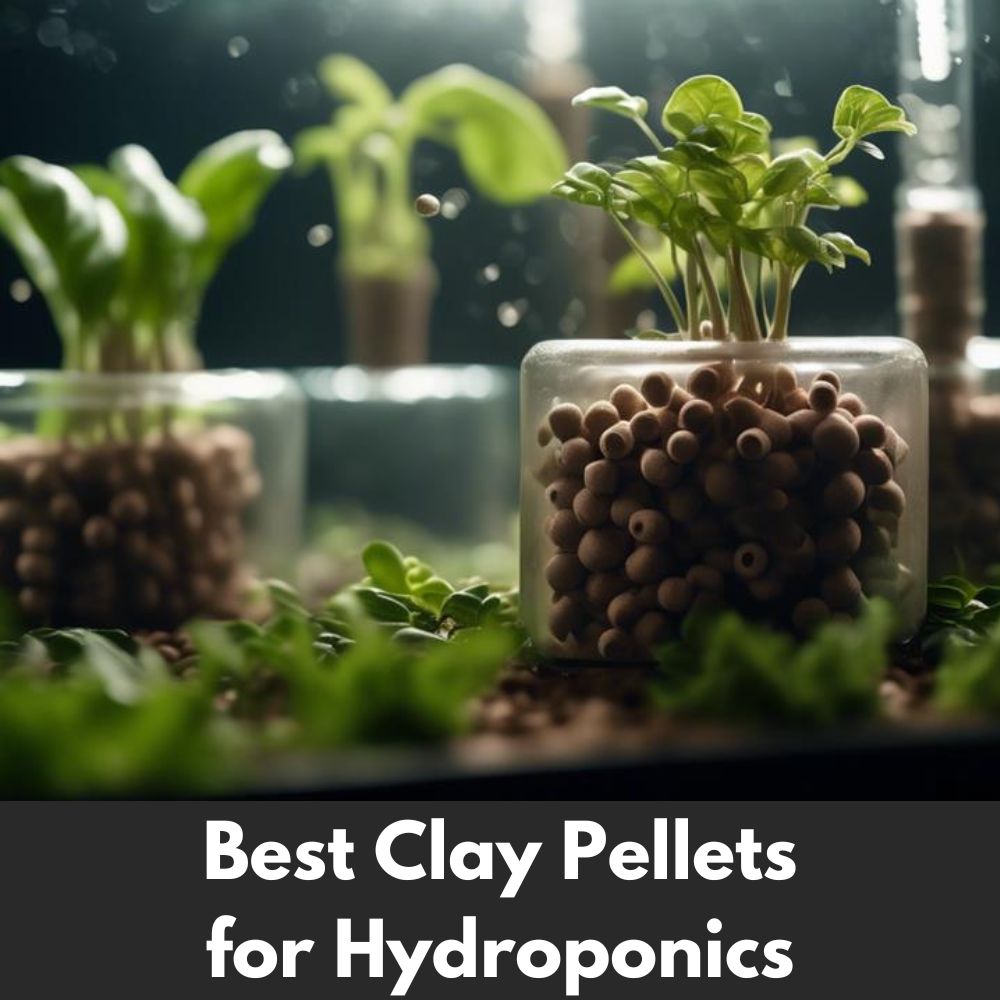 Best Clay Pellets for Hydroponics